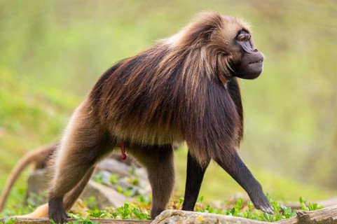 Gelada (Theropithecus gelada) male walking over a meadow, captive, distribution africa