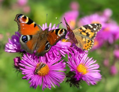 Aglais io, Cynthia Cardui, Safflower, Inachis io, Nymphalis io, Painted Lady, Peacock Butterfly,