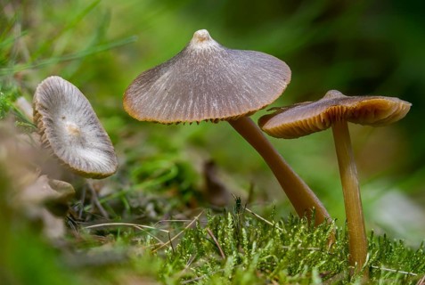 Entoloma cucullatum, entoloma vernum, spring poisonous rotling, spring bellling, fearsome spring