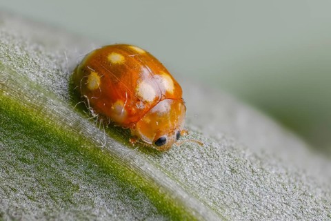 Calvia decemguttata, cream spot ladybird, light ladybird, ten-spot ladybird, ten-spot ladybird,