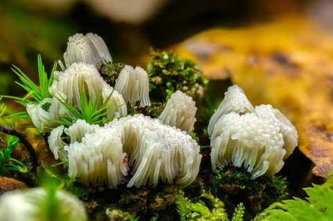 Eumycetozoa, threadweed, threaddust spec., mycetozoa, slime molds, stemonitis spec., fungi, fungi,