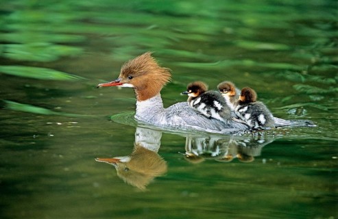 Animals, birds. The goosander (Mergus merganser) carries its young on its back: young animals,