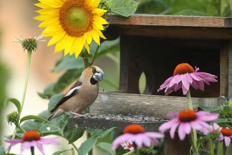 Hawfinch (Coccothraustes coccothraustes) at the bird feeder in the garden, between flowering purple