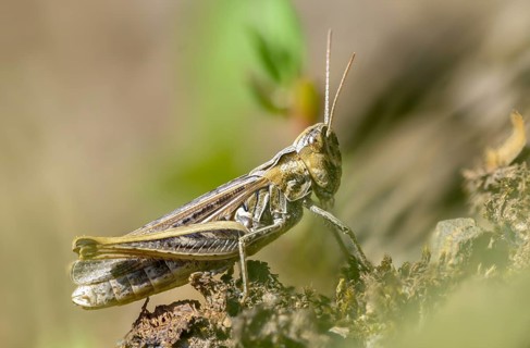 Acrididae, caelifera, field locusts, gomphocerinae, short-feeler, nightingale grasshopper,
