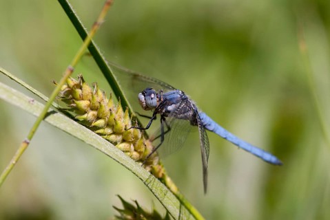 Orthetrum Brunneum, Southern Skimmer, Southern Blue Arrow, Anisoptera, Blue Arrow, Bulgaria,