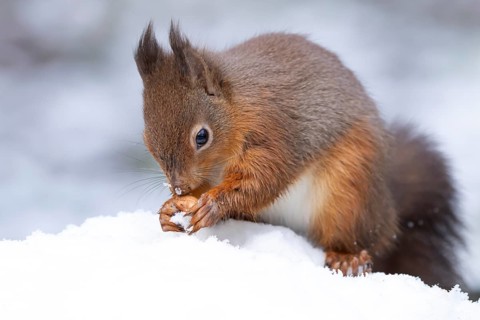 Red squirrel (Sciurus vulgaris) adult animal with a nut in snow in winter, England, United Kingdom