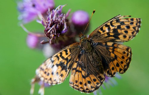 Boloria aquilonaris, cranberry fritillary, high moor mother-of-pearl butterfly, cranberry moth,