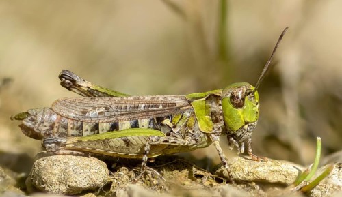 Acrididae, caelifera, field locusts, gomphocerinae, grasshoppers, heather grasshoppers, small