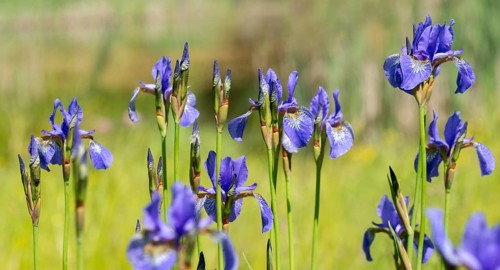 Blue iris, iris sibirica, Siberian flag, Siberian iris, Siberian iris, meadow iris, flora, plants,