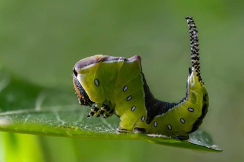 Cerura vinula, fork tail, large fork tail, notodontidae, puss moth, tooth spinner, inchworm,