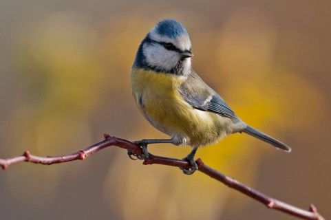 Blue tit, parus caeruleus, birds, tits, passeri, songbirds, songbirds, tits, birds