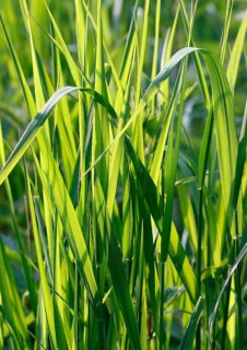 Tall green blades of grass (Gramen), in the evening light, North Rhine-Westphalia, Germany