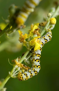 Cucullia lychnitis, grey-pollinated woolly monk, Shargacucullia lychnitis, later mullein monk,