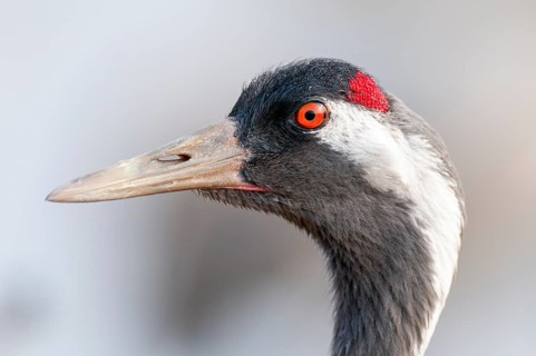 A crane (Grus grus) preening its plumage, Fågelsjö, Gävleborg County, Sweden