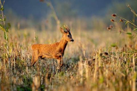 Animals, mammals, deer, fawn, portrait, looking out of cornfield, roebuck