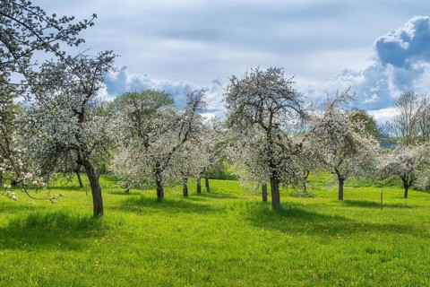 Cultivated landscape, landscape, meadow orchard, orchard