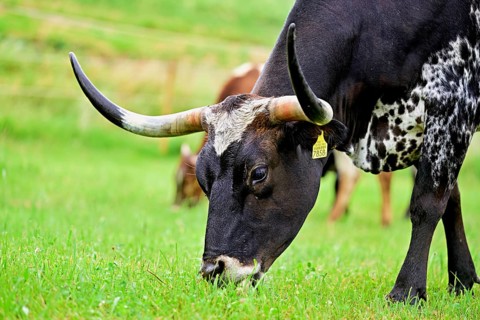 Texas longhorn cow eating grass, Meienberg, Canton Aargau, Switzerland