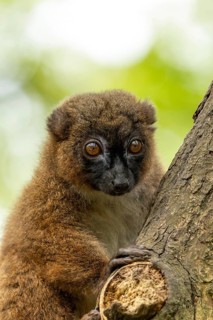 A lemur climbs a tree, its large eyes and brown fur are striking. A red-bellied lemur (Eulemur