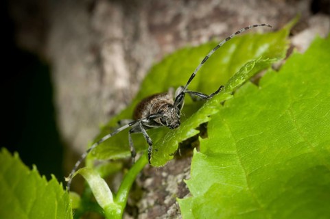 Lindenbock, Oplosia cinerea, Oplosia fennica, Deadwood Lindenbock, Beetle, Longhorn Beetle,