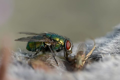 Calliphoridae, goldfly, Lucilia spec., blowflies, diptera, insects, two-winged birds