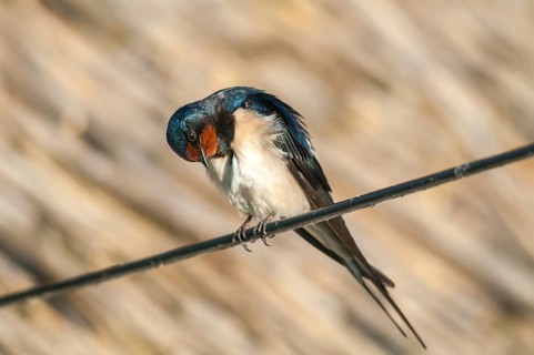 Hirundo rustica, house martin, swallow, birds, passeri, swallows, songbirds, songbirds, birds