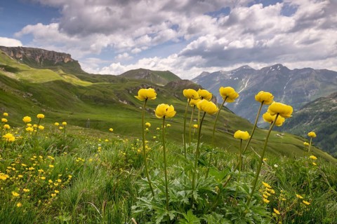 Goblin flower (Trollius europaeus), mountain meadow in the Hohe Tauern National Park, Heiligenblut,