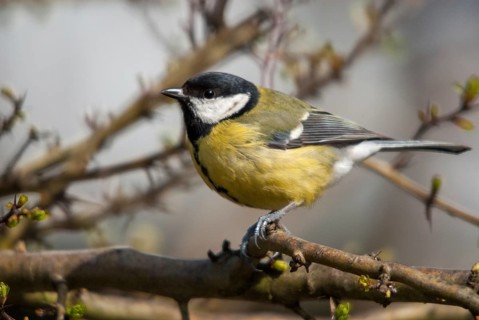 Great tit, great tit, parus major, birds, tits, passeri, songbirds, songbirds, tits, birds