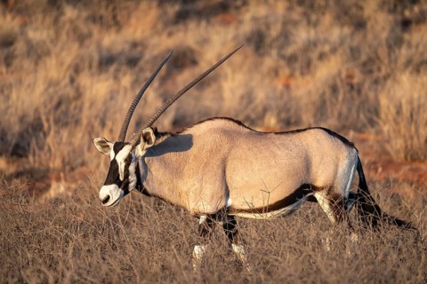 Oryx (Oryx gazella), Kalahari Desert, Kgalagadi Transfrontier Park, South Africa
