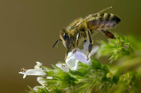 Apidae, apis mellifera, bees, European honey bee, European honeybee, hymenoptera, western honey