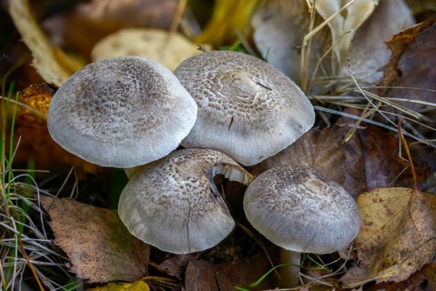 Yellowing terling, narrow-spored yellowing earterling, silver-gray earterling, tricholoma