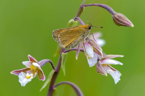 Brown-winged brown thighead, common marshwort, epipactis palustris, ochre-yellow brown-thighead,