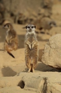 A meerkat standing upright in a group on sandy ground, meerkat (Suricata suricatta) keeping watch,