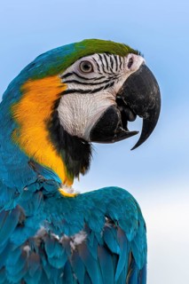 Yellow-breasted macaw (Ara ararauna), Jomtien, Thailand