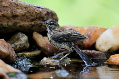 White-browed Warbler (Cercotrichas leucophrys), White-browed Bush Redstart, adult, alert, water,