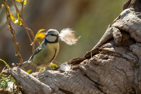 Blue tit, parus caeruleus, birds, feathers, tits, nest building, passeri, songbirds, tits, birds