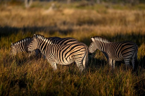 Plains zebras (Equus quagga) near Atzaró Camp, Okavango Delta, North-West District, Botswana
