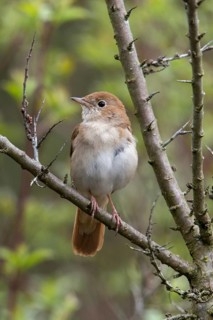 Brandenburg, Germany, Luscinia megarhynchos, Nabu project, nightingale, national natural heritage,