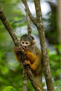 A squirrel monkey clings to a tree trunk in a green forest, squirrel monkey or black-capped