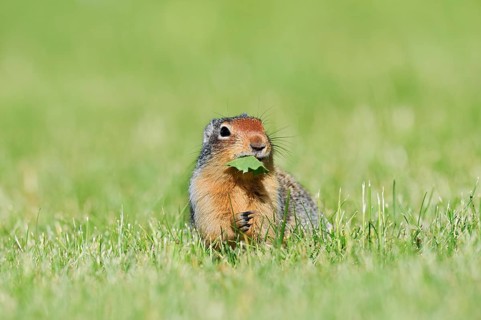 Columbia ground squirrel (Urocitellus columbianus, Spermophilus columbianus) feeding in a meadow,