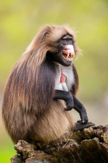 Gelada (Theropithecus gelada) sitting on an old tree trunk, captive, distribution africa