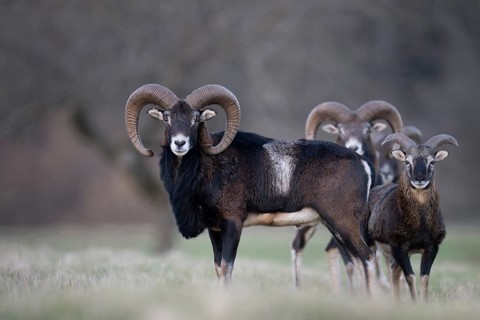 Mouflon (Ovis gmelini), Bitburg, Rhineland-Palatinate, Germany
