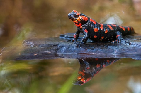 Fire salamander, salamandra salamandra, amphibians, amphibians, caudata, amphibians, amphibians,