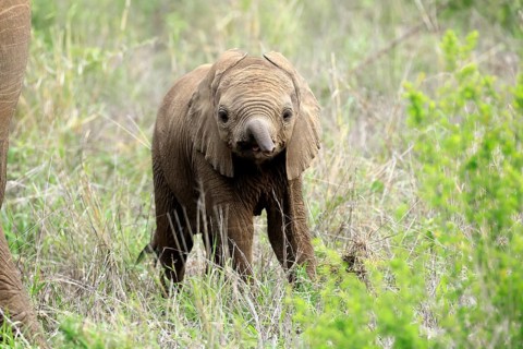 African elephant (Loxodonta africana), calf, baby, sniffing, spotting, Kruger National Park, Kruger