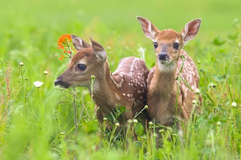 White-tailed deer (Odocoileus virginianus), Minnesota, USA: Two curious fawns stand together in a