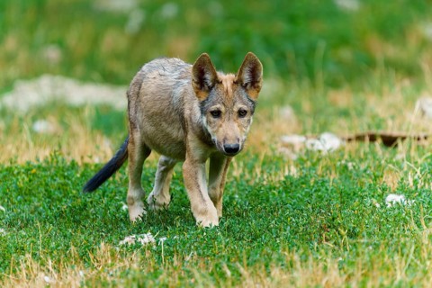 Timberwolf, wolf, American wolf (Canis lupus lycaon), Germany: A curious wolf cub explores the