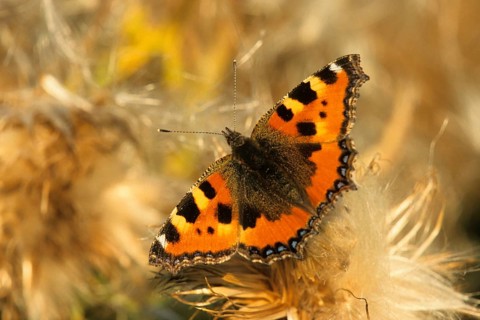 Animals, insects, moths, butterflies, Small tortoiseshell, butterfly (Aglais urticae), Germany
