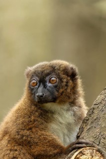 A lemur sits on a tree trunk, its large eyes gazing curiously into the distance, a red-bellied
