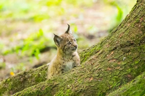 Eurasian lynx (Lynx lynx) youngsters (cub) sitting in a forest, Bavaria, Germany
