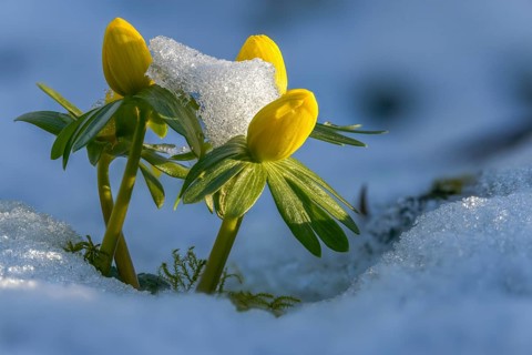 Eranthis hyemalis, buttercup family, ranunculaceae, winterling, flora, plants, plants, winter