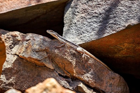 A lizard in its natural habitat on a rock, with a play of light and shadow, a small skink in the